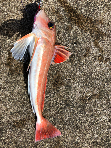 カナガシラの釣果