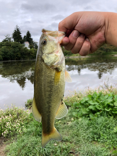 ラージマウスバスの釣果