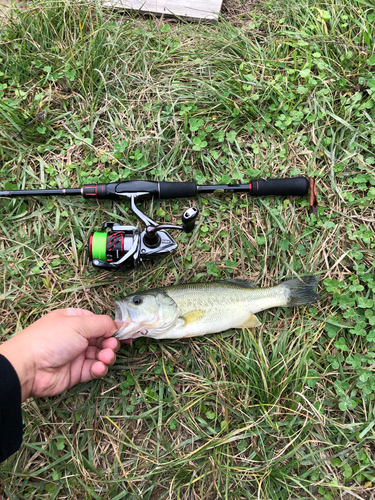 ラージマウスバスの釣果