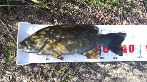 スモールマウスバスの釣果