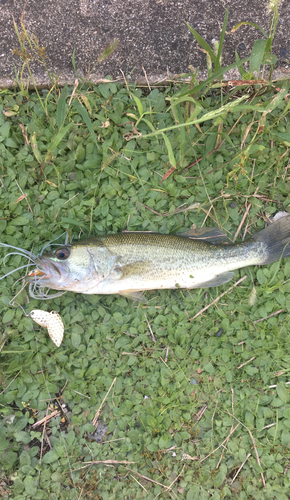 ラージマウスバスの釣果