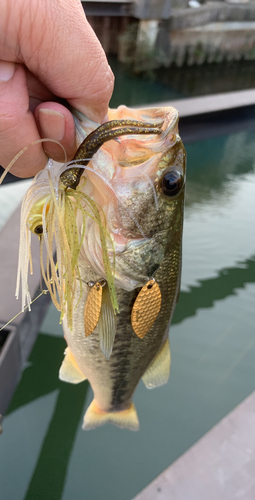 ラージマウスバスの釣果