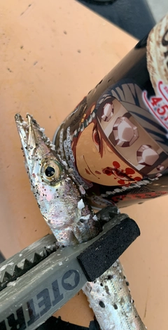 カマスの釣果