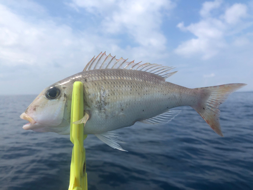 ムルーの釣果