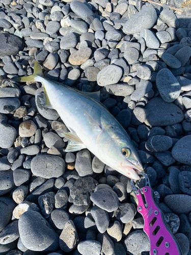 イナダの釣果