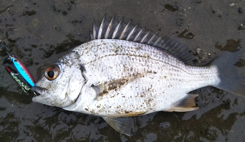 キビレの釣果