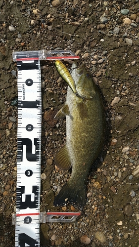 スモールマウスバスの釣果