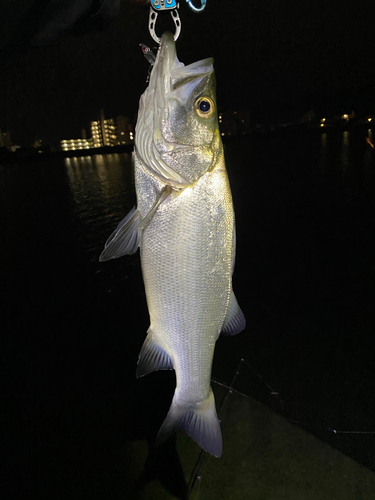 フッコ（ヒラスズキ）の釣果