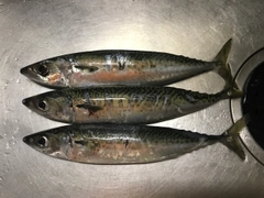 サバの釣果