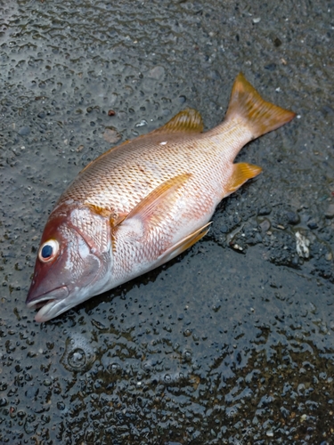 フエフキダイの釣果