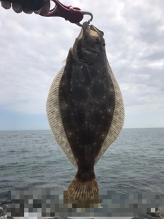 ヒラメの釣果