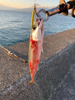 マサバの釣果