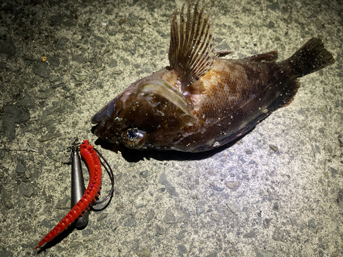 ガシラの釣果