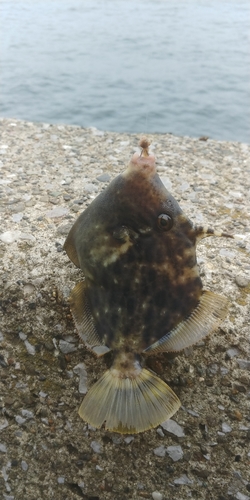 カワハギの釣果