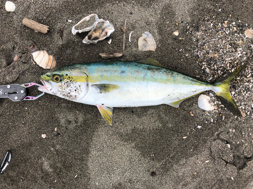 イナダの釣果