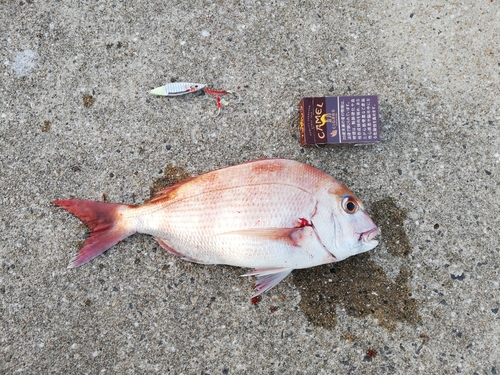 マダイの釣果