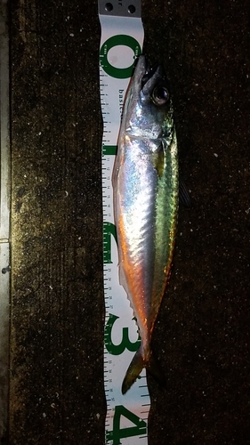 サバの釣果