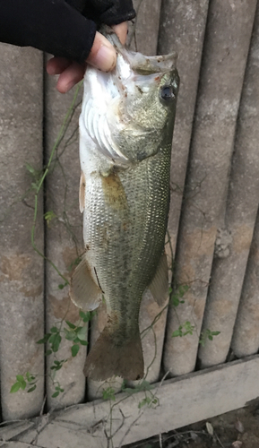 ラージマウスバスの釣果