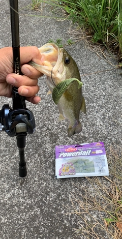ブラックバスの釣果