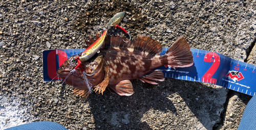 カサゴの釣果