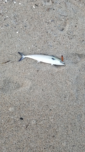 サゴシの釣果