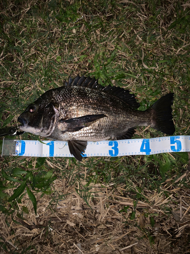 クロダイの釣果