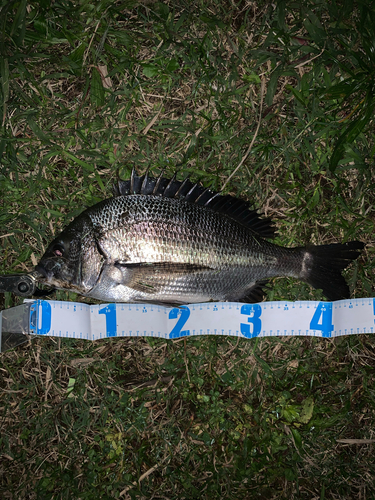 クロダイの釣果