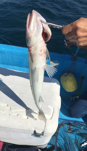 エソの釣果