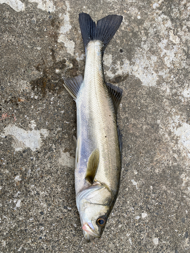 スズキの釣果