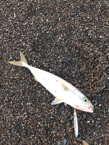 ワカナゴの釣果