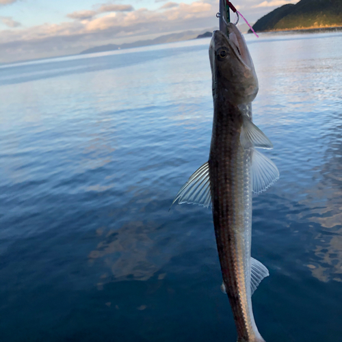 エソの釣果