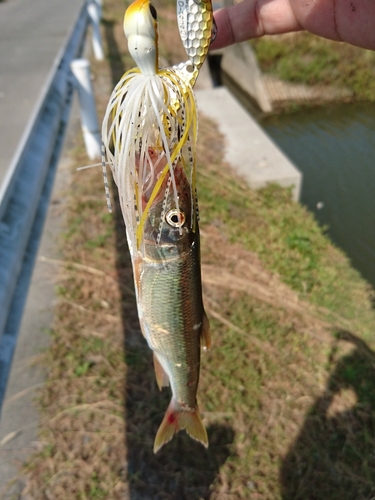 ハスの釣果