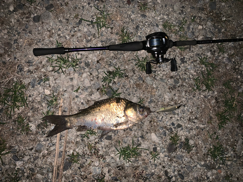 ヘラブナの釣果