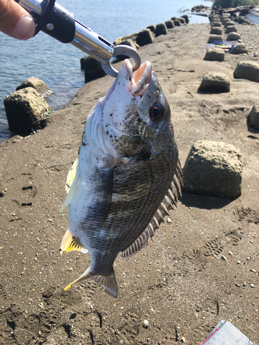 キビレの釣果