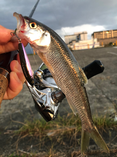 ハスの釣果