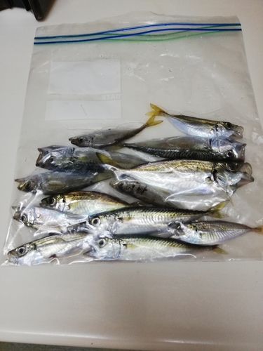 アジの釣果