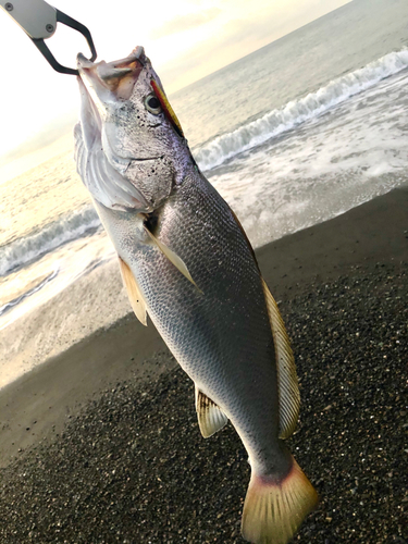 オオニベの釣果