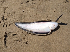 シタビラメの釣果