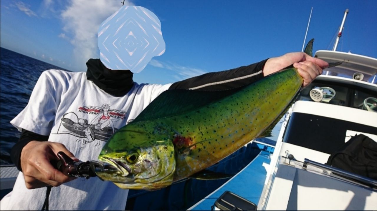 シイラ