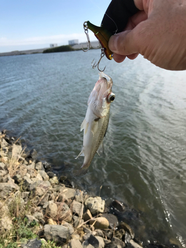 セイゴ（マルスズキ）の釣果