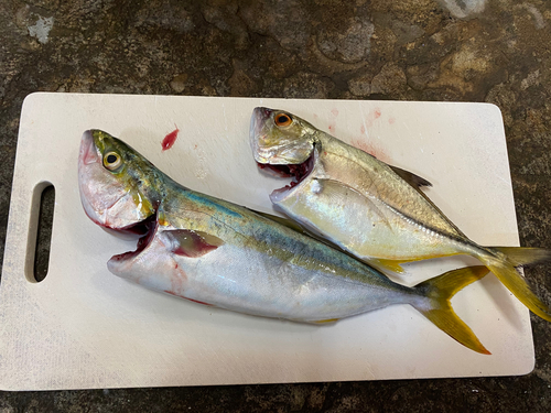 ツバスの釣果