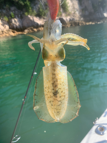 アオリイカの釣果