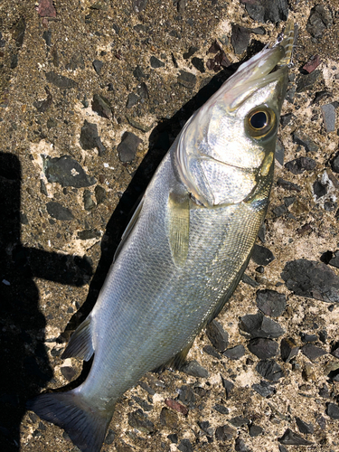 ヒラスズキの釣果