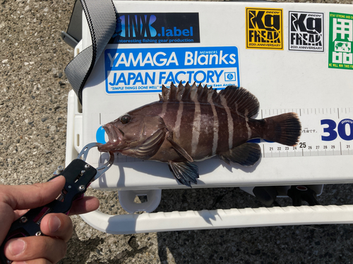 マハタの釣果