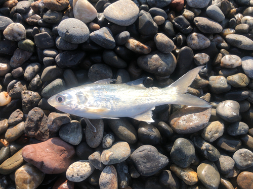 ツバメコノシロの釣果