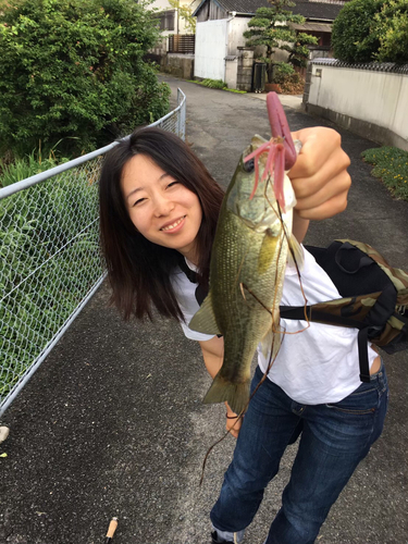 ブラックバスの釣果