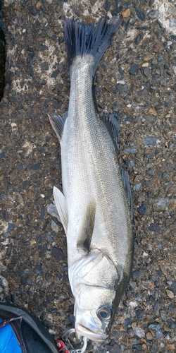 フッコ（マルスズキ）の釣果