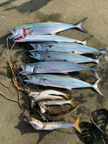 サゴシの釣果