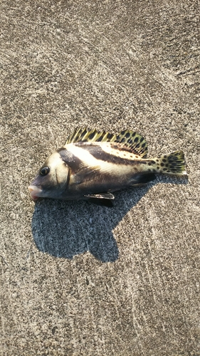 コショウダイの釣果