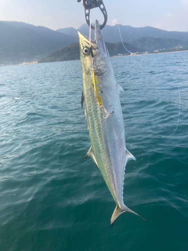 サゴシの釣果